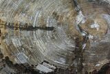 Detailed Petrified Wood (Araucaria) Round - Madagascar #81348-1